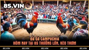 Đá gà Campuchia hôm nay tại 8S thưởng lớn, kèo thơm