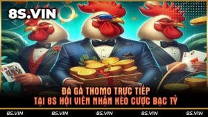 Đá gà Thomo trực tiếp tại 8S hội viên nhận kèo cược bạc tỷ