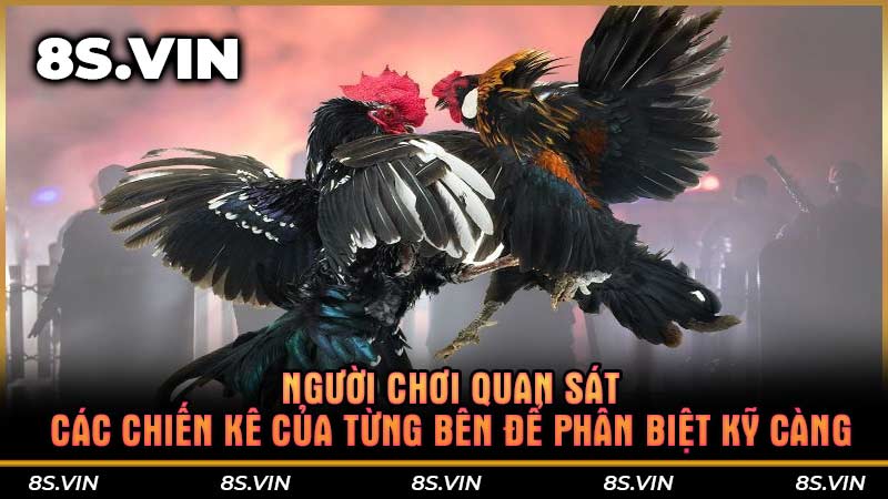 Người chơi quan sát các chiến kê của từng bên để phân biệt kỹ càng