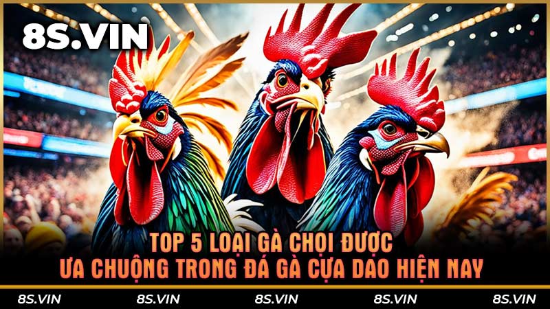 Top 5 loại gà chọi được ưa chuộng trong đá gà cựa dao hiện nay